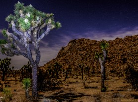 Joshua Tree at Night