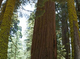 Giant Redwood Panoramic