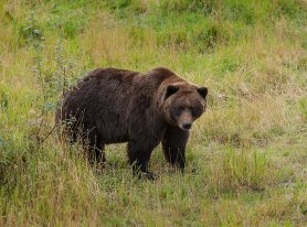 Big Brown Bear in Alaska